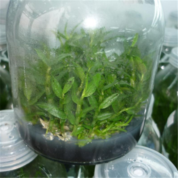c(din)鿴Ԕ(x)Ϣ(bio)}Herba Dendrodii Pot Seedlings xΔ(sh)1985