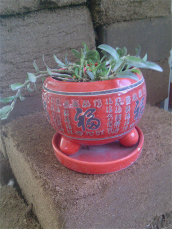 c鿴ԔϢ}Herba Dendrodii Pot Seedlings xΔ2352
