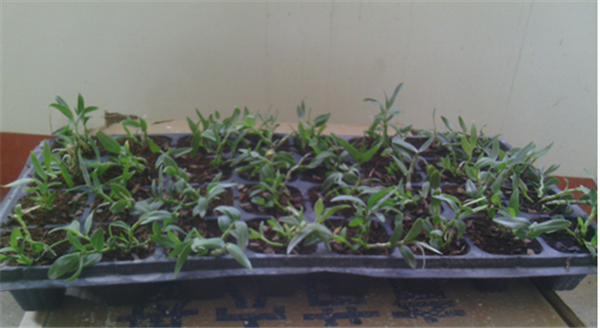 c鿴ԔϢ}Herba Dendrodii Plug Seedlings xΔ2511